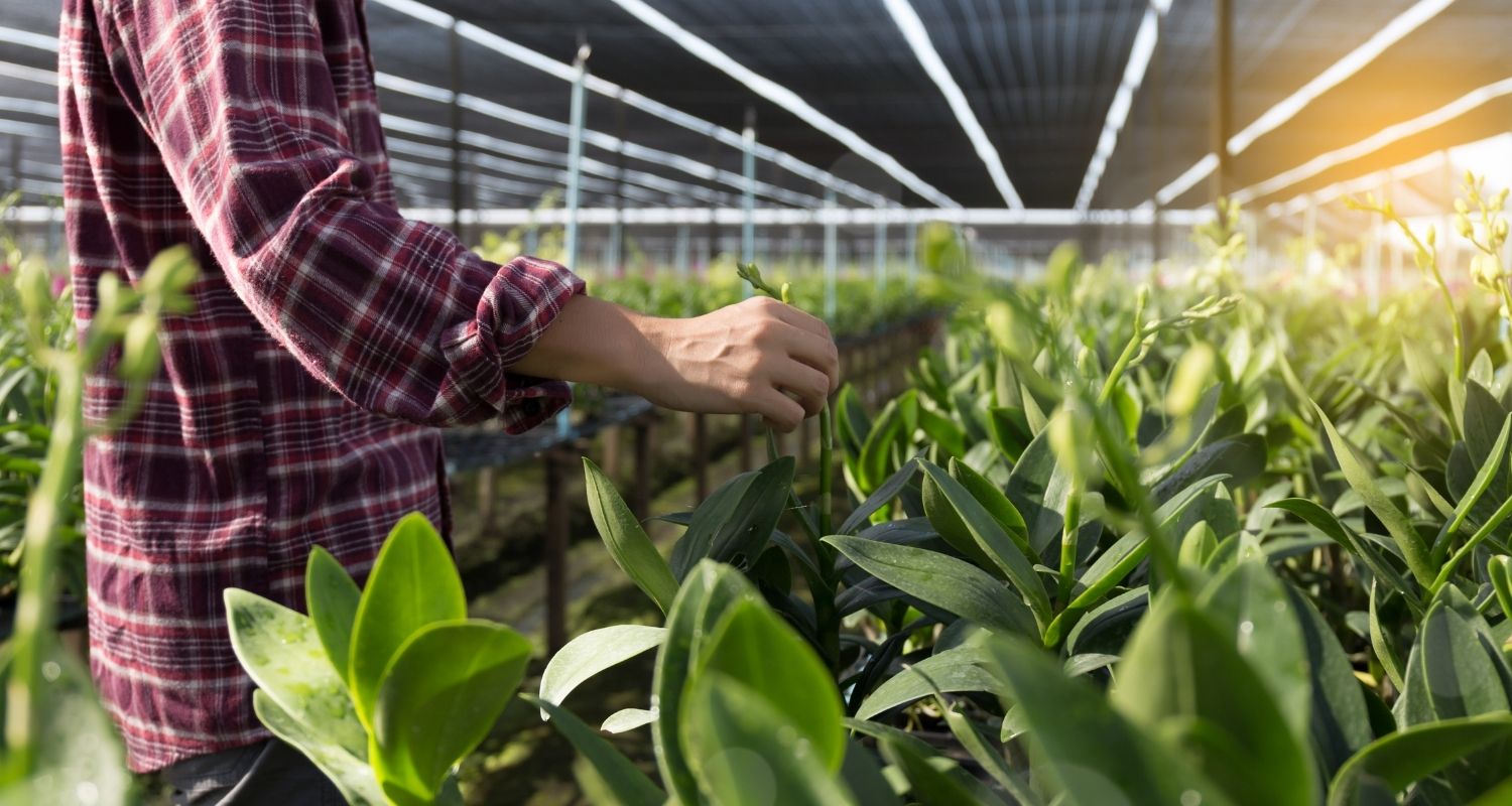 A man who is among the flowers in the greenhouse